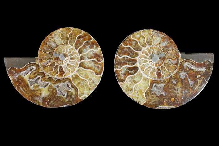 Agatized Ammonite Fossil - Madagascar #148034
